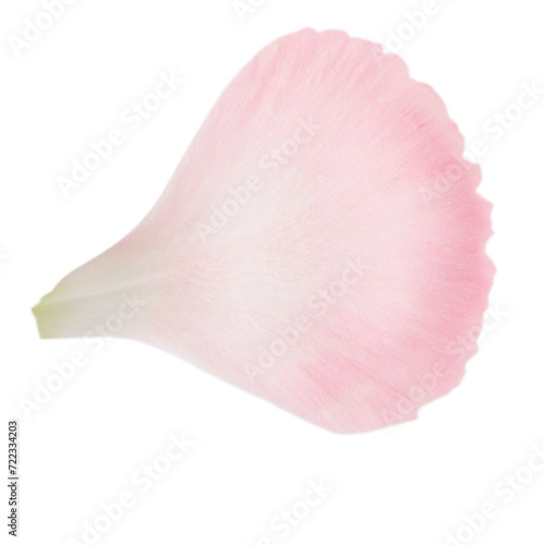 Pink flower petal. On a blank background