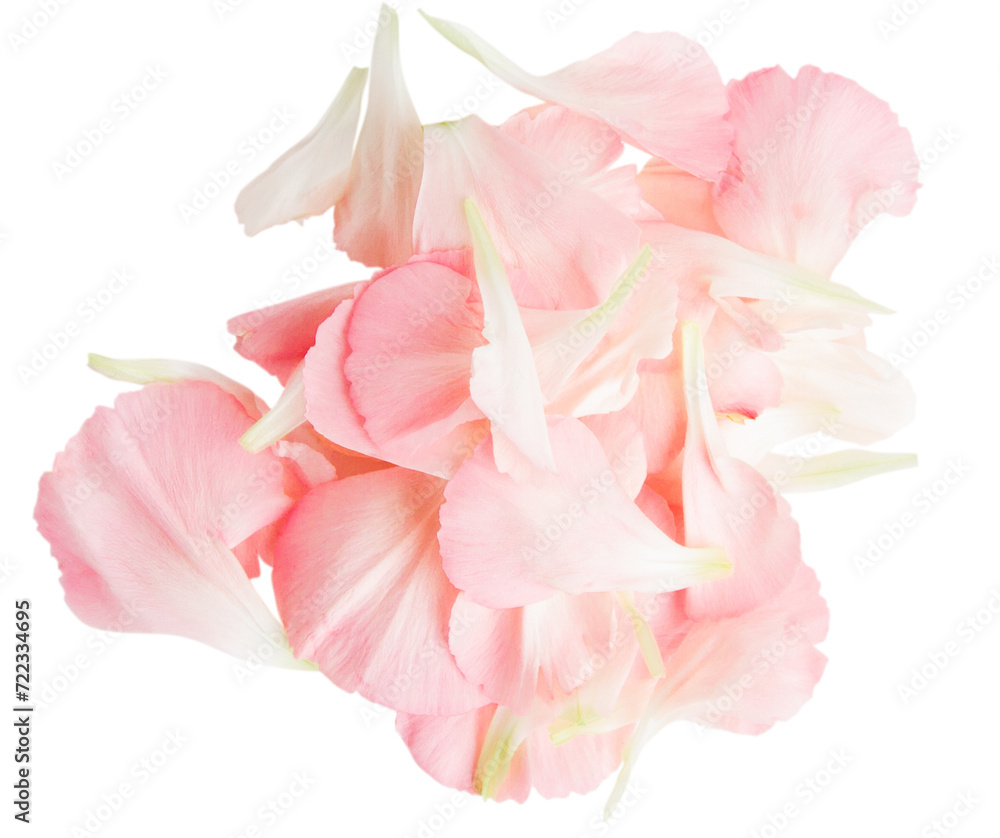 Set of pink flower petal. On a blank background