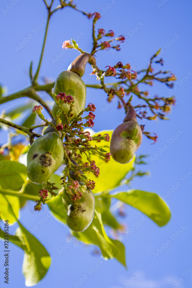 Fototapeta premium Flowering cashew tree provides organic, tasty and healthy fruit in the middle of the Brazilian summer.