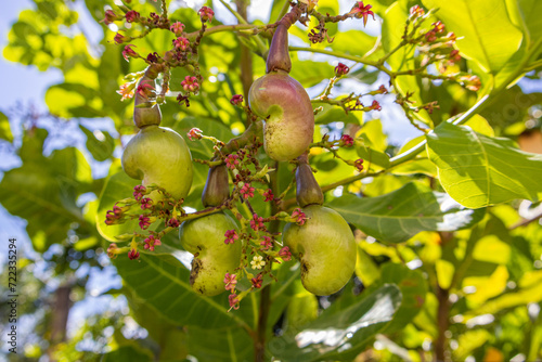 Flowering cashew tree provides organic, tasty and healthy fruit in the middle of the Brazilian summer.