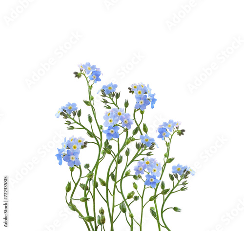 Blue forget-me-not flowers ...