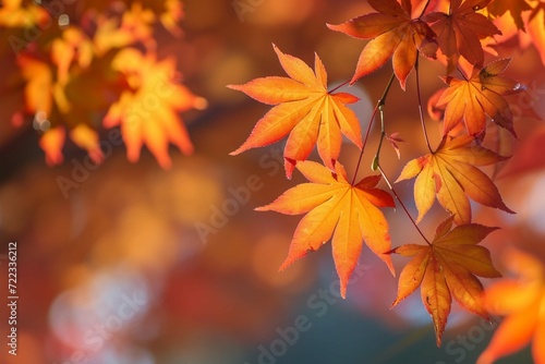 autumn leaves background