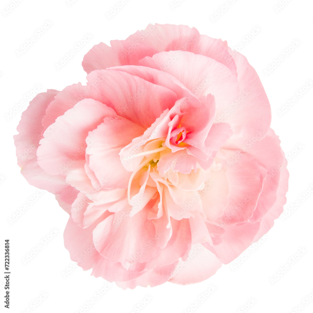 Pink flower on a blank background