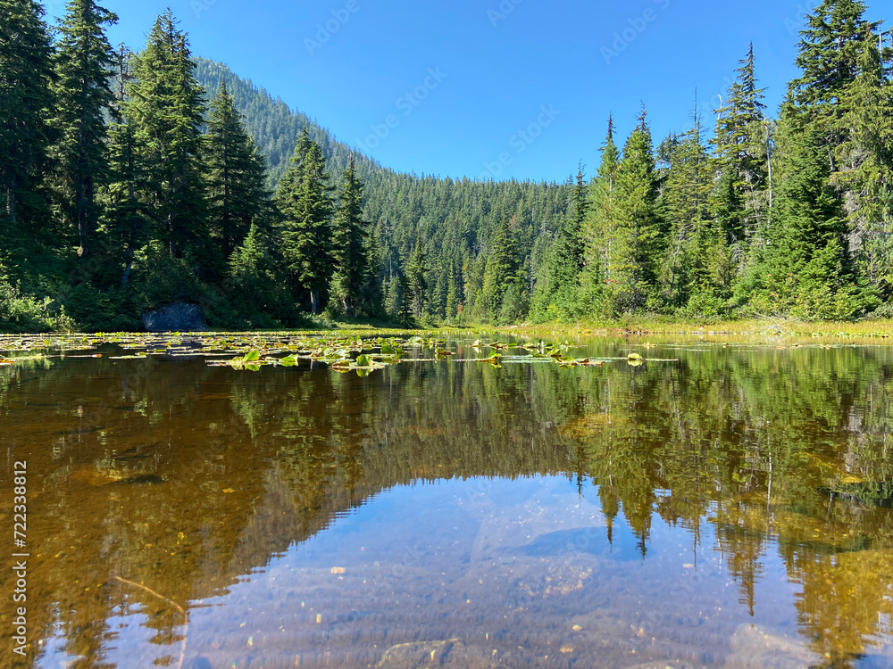 forest with a reflection on the lake 