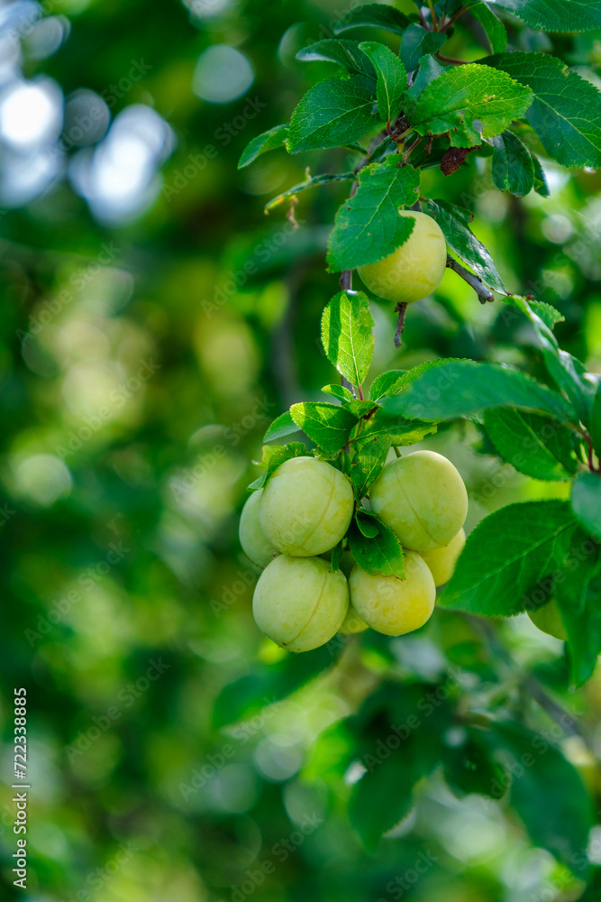 Ripe yellow plums on a tree in a garden. Plum tree.Selective focus.