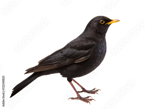 a black bird with yellow beak