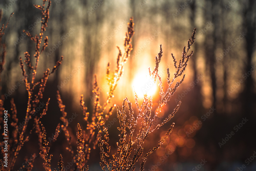 sunrise in the forest sunrise in the forest