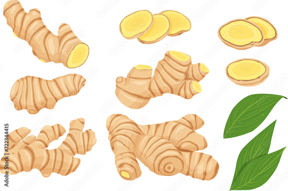 ginger vector. Isolated on white background. ginger vector. Isolated on white background.