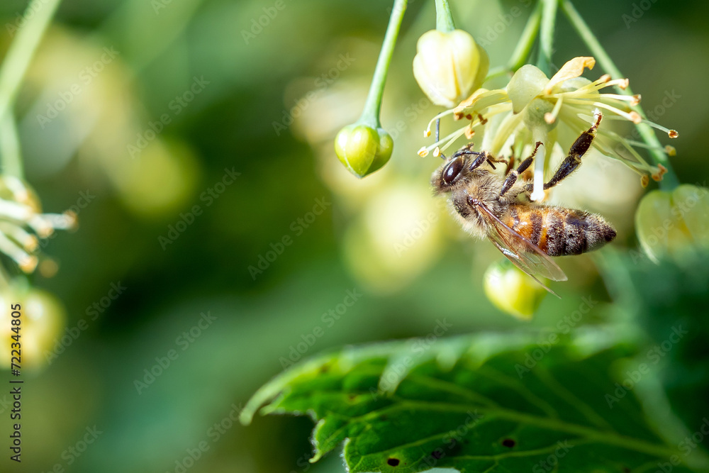 Fototapeta premium Honigbiene