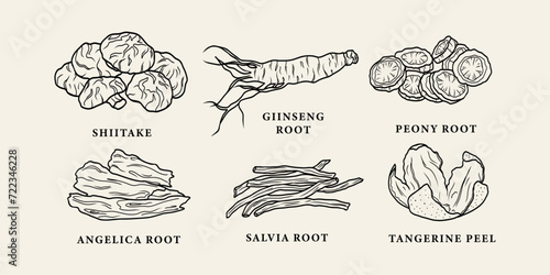 Line art Chinese medicine herbs. Shiitake, ginseng, peony root, angelica, salvia, tangerine peel
