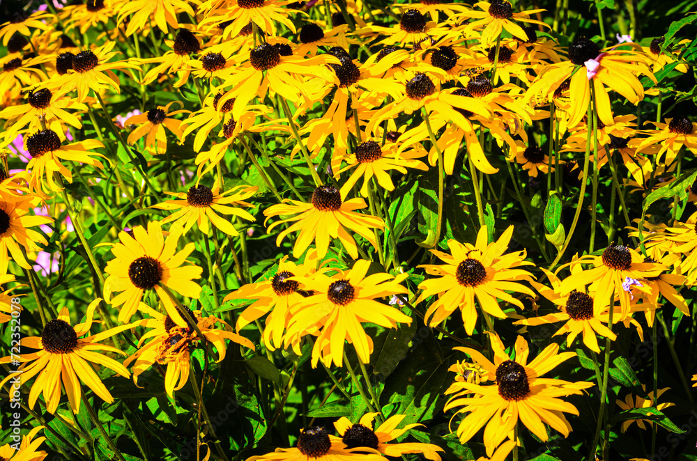 Close-up of a bunch of Black-Eyed Susan flowers Close-up of a bunch of Black-Eyed Susan flowers