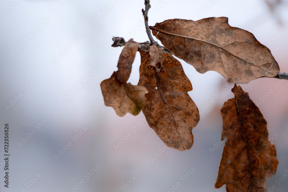 Fototapeta premium Dead oak leaves in wintertime still hanging on the tree branch