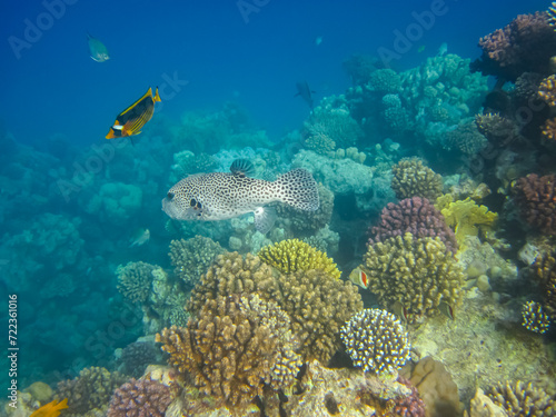 Many colorful fishes in one coral reef of the Red Sea © glebantiy