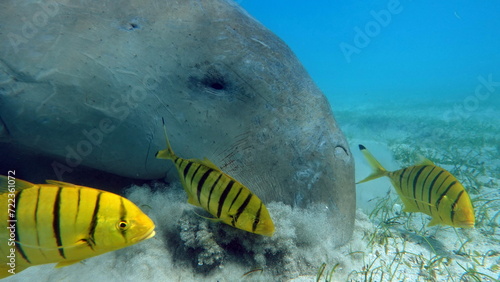 Dugongo. Sea Cow in Marsa Alam. Marsa Mubarak bay.

