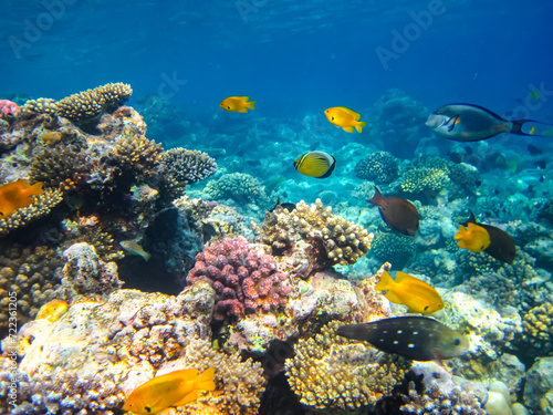 Many colorful fishes in one coral reef of the Red Sea © glebantiy