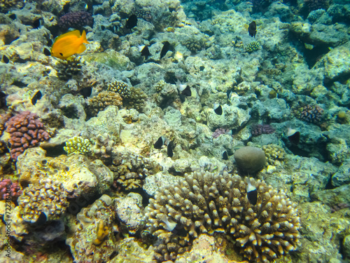 Many colorful fishes in one coral reef of the Red Sea