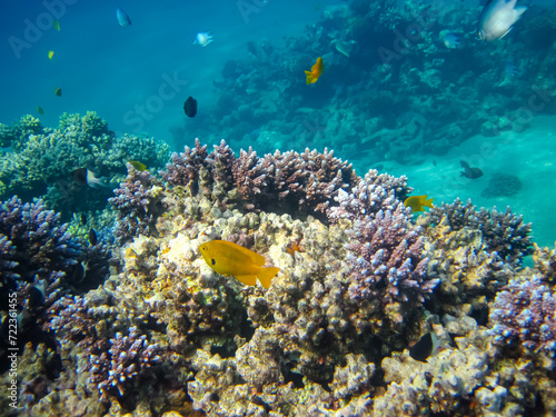 Fototapeta Naklejka Na Ścianę i Meble -  Many colorful fishes in one coral reef of the Red Sea