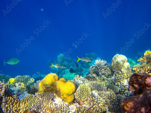 Fototapeta Naklejka Na Ścianę i Meble -  Many colorful fishes in one coral reef of the Red Sea