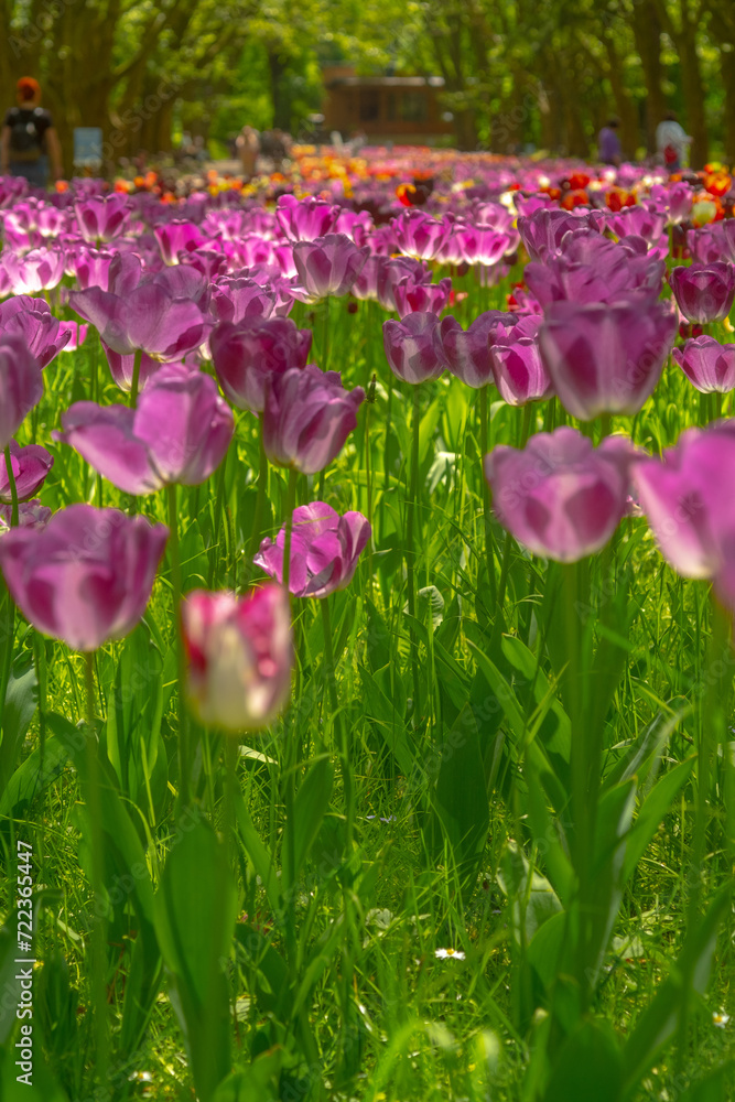 Flowers lilac tulips in the city park, bottom view. Blurred foreground. Flowers lilac tulips in the city park, bottom view. Blurred foreground.
