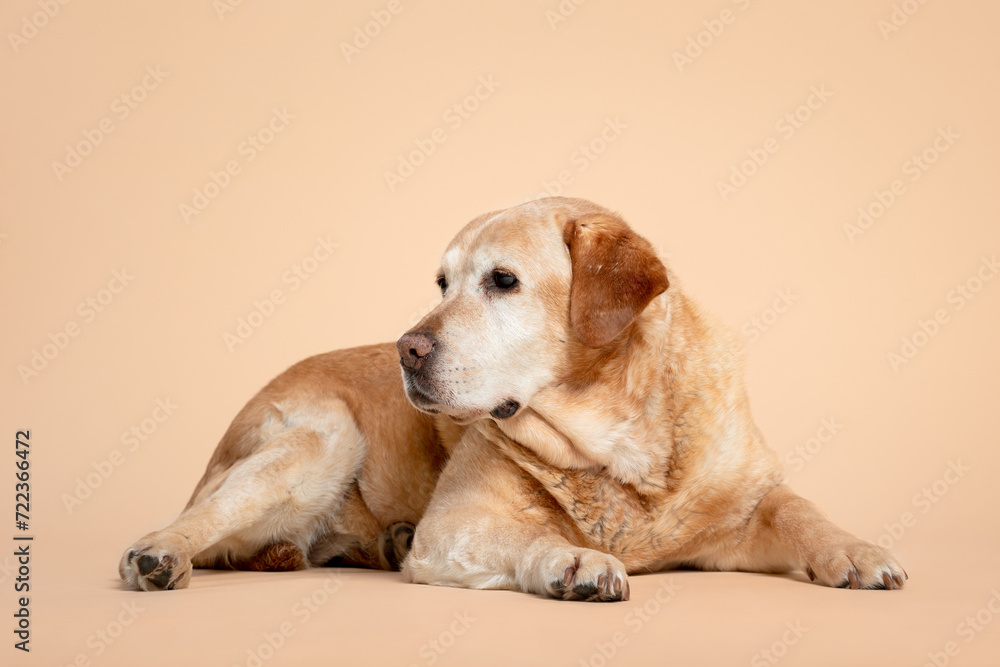 old yellow labrador retriever dog lying portrait on a brown background in the studio old yellow labrador retriever dog lying portrait on a brown background in the studio