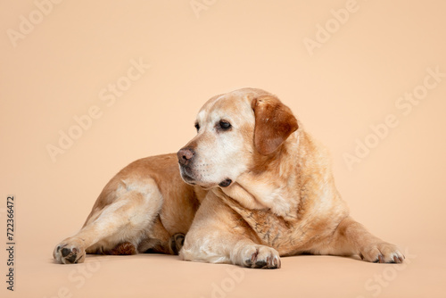 old yellow labrador retriever dog lying portrait on a brown background in the studio