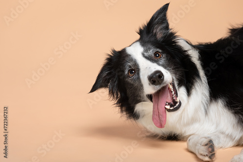 young border collie dog happy head portrait on a brown background in the studio