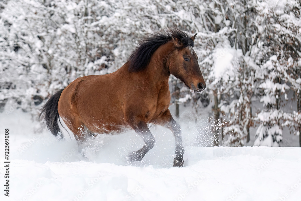 Horse in motion: A bay brown huzule pony running through a snowy winter landscape Horse in motion: A bay brown huzule pony running through a snowy winter landscape