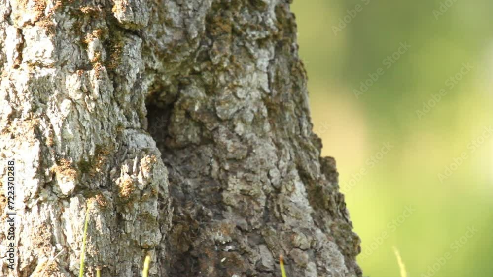 Common starling (Sturnus vulgaris) feeds chick from hollow Common starling (Sturnus vulgaris) feeds chick from hollow