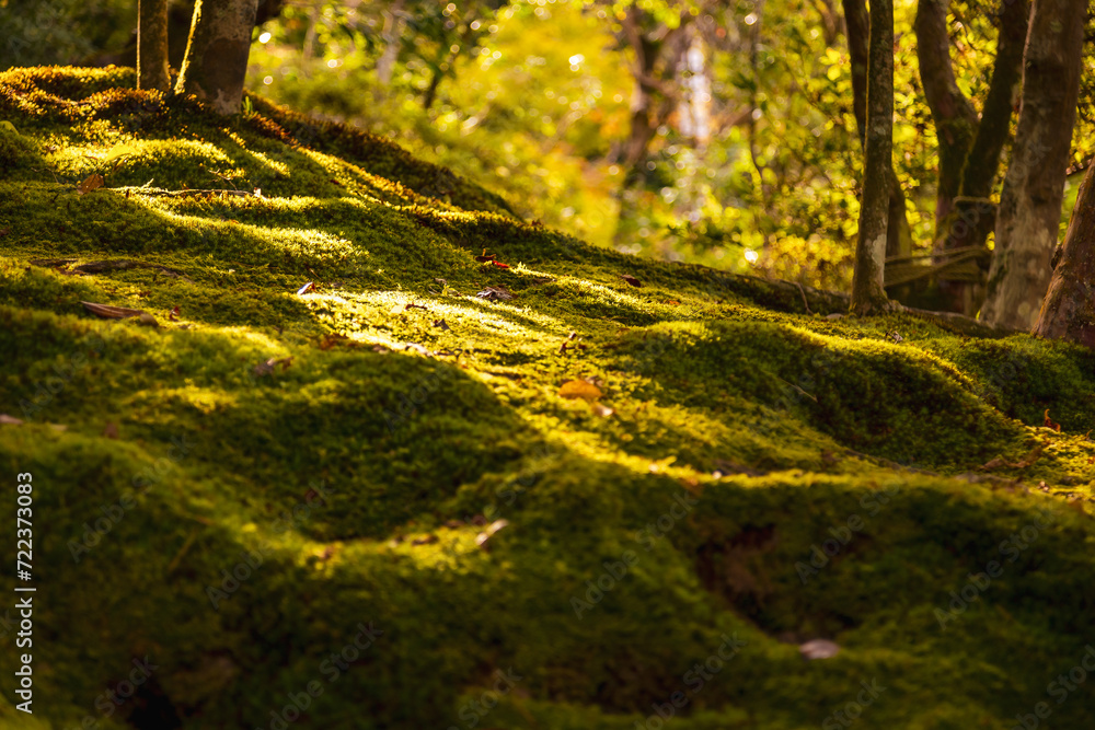 Moss Moss