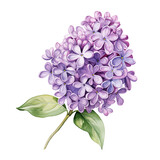 lilac flower isolated on white background. beautiful watercolour style illustration
