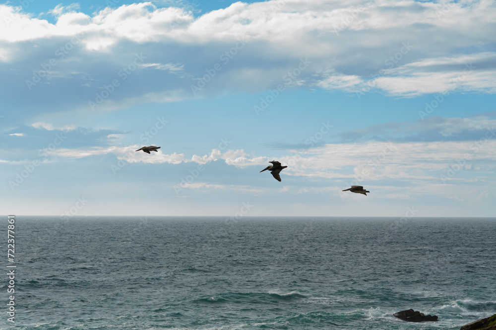 Pacific ocean and a cloudy sky with flock of birds flying over the water, California