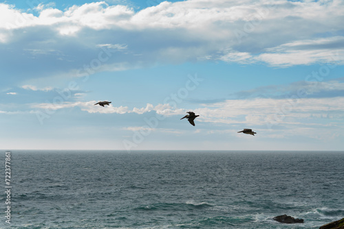 Pacific ocean and a cloudy sky with flock of birds flying over the water, California