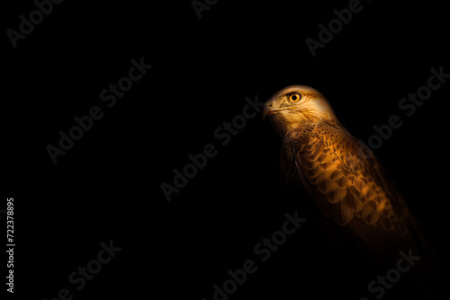 Bird of prey. A bird photo edited with low key technique. Artistic wildlife photography. Black background.