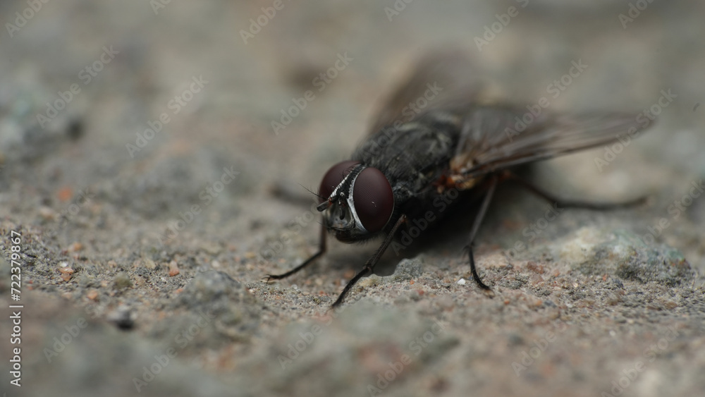 housefly