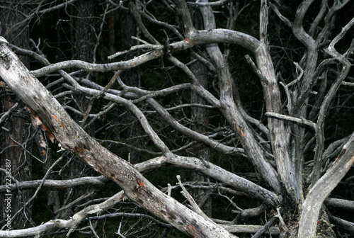 gray dry tree in forest