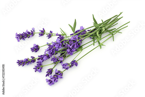 Lavender flowers closeup isolated on white background.