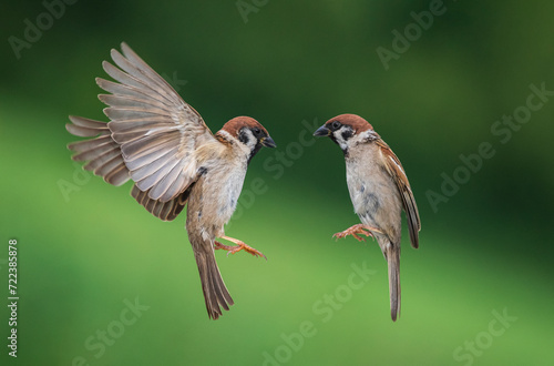 two sparrow birds flying flapping their wings and feathers in a summer green park