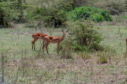 wildlife at lake Manyara in Tanzania