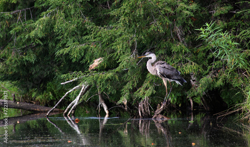 Great Blue Heron Horizontal