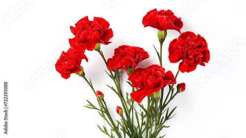 Red carnation flowers isolated on white background