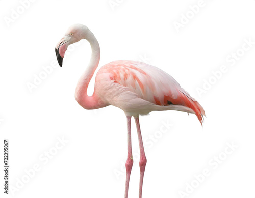 Flamingo isoliert auf weißem Hintergrund, Freisteller