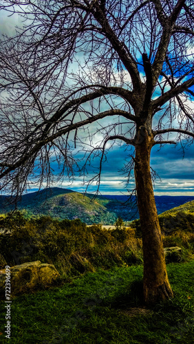landscape with trees and sky
