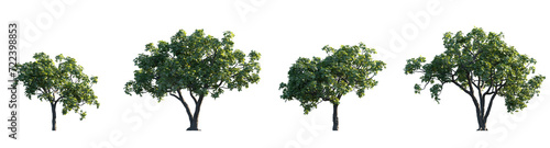 Common Fig Ficus carica frontal set trees shrub mulberry medium and small isolated png on a transparent background perfectly cutout  photo