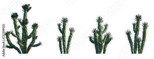 Austrocylindropuntia subulata eve's needle cactus opuntia pin set frontal isolated png on a transparent background perfectly cutout high resolution  #722399430