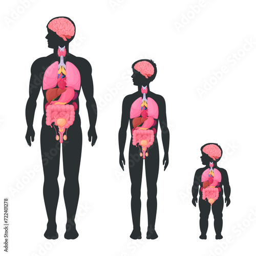 Male body diagram. Internal organs infographic, man, boy and baby toddler internal organs anatomy scheme flat vector illustration set. Brain, heart and reproductive system location in body