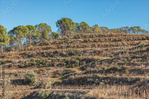 Looking upwards at terraced vinyards in the Priorat region