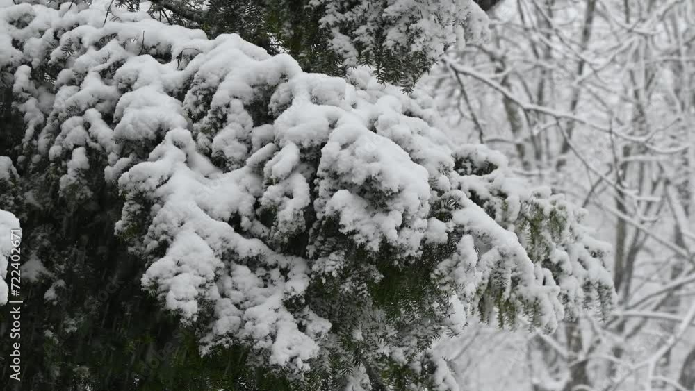 Beautiful winter scenery with snow falling on a spruce tree branch close-up. Snowflakes slowly flying in air at cold winter day. Christmas time. Slow motion. Beautiful winter scenery with snow falling on a spruce tree branch close-up. Snowflakes slowly flying in air at cold winter day. Christmas time. Slow motion.