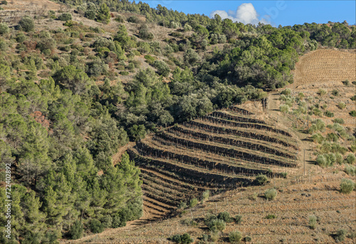 Vines growing on terraces in the Priorat region of Spain photo