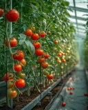 Vegetable cultivation. Greenhouse with tomatoes on trellises. Abundant harvest, juicy fruits