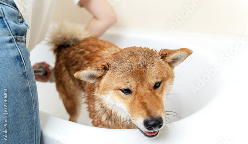 the owner washes the dog in the shower